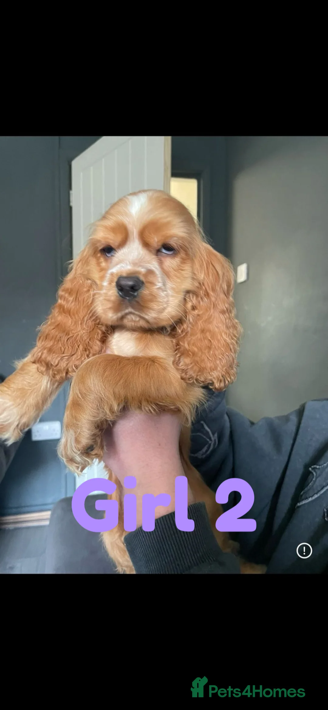 Cocker Spaniel dogs for sale: Full breed cocker spaniel puppies for sale  in Tipton - Advert 2