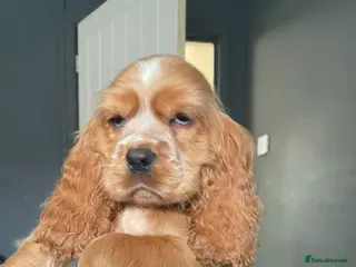 Cocker Spaniel dogs Full breed cocker spaniel puppies for sale - Advert 14