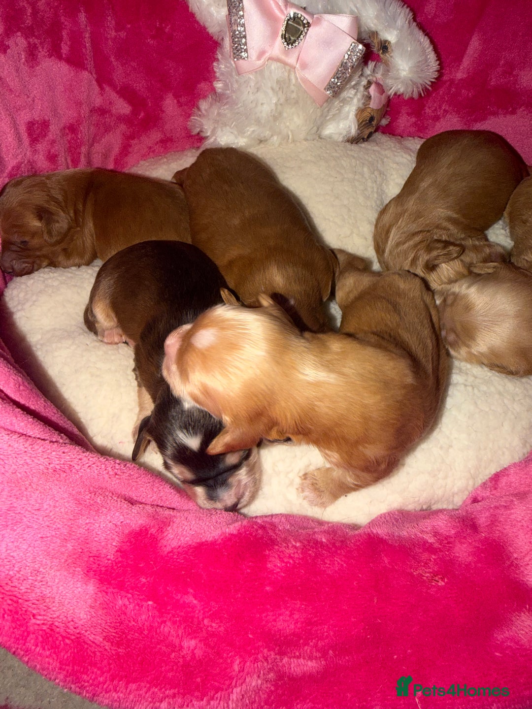 Cockapoo dogs for sale: Cockapoo pups  - Advert 20