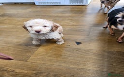 Cockapoo dogs for sale: Beautiful cockapoo  - Image 3