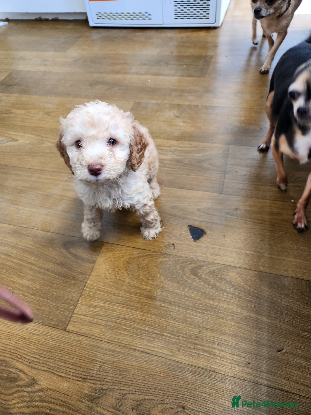 Cockapoo dogs for sale: Beautiful cockapoo  - Image 3
