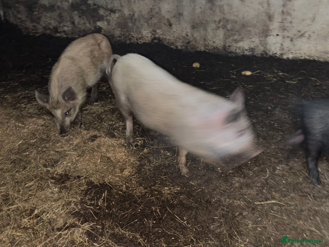 Pig livestock for sale: Heritage Ironage cross pietrain  - Advert 7