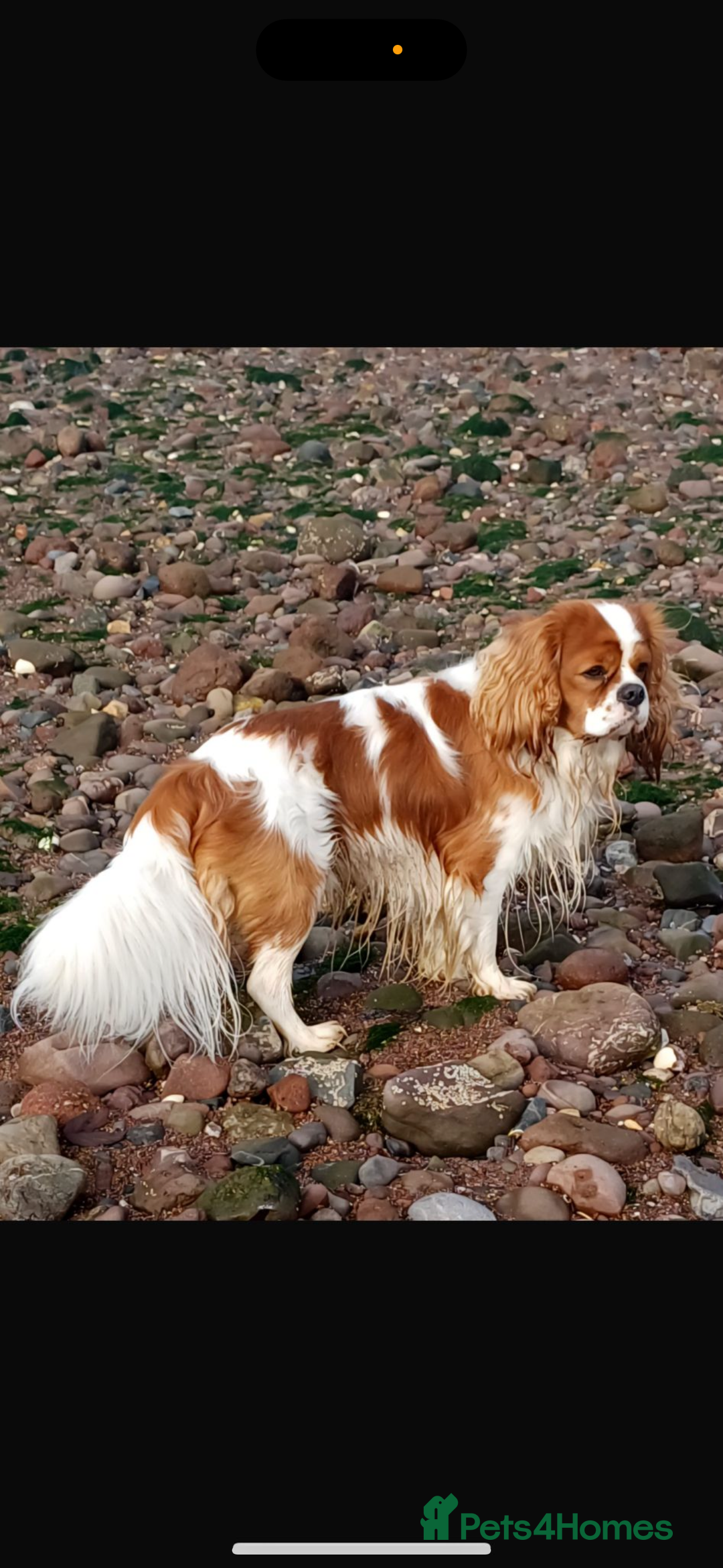 Cavalier King Charles Spaniel dogs for sale: Cavalier King Charles spaniel puppies  - Advert 10
