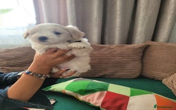 Coton De Tulear dogs for sale: Gorgeous puppies 🐶 KC registered - Image 4