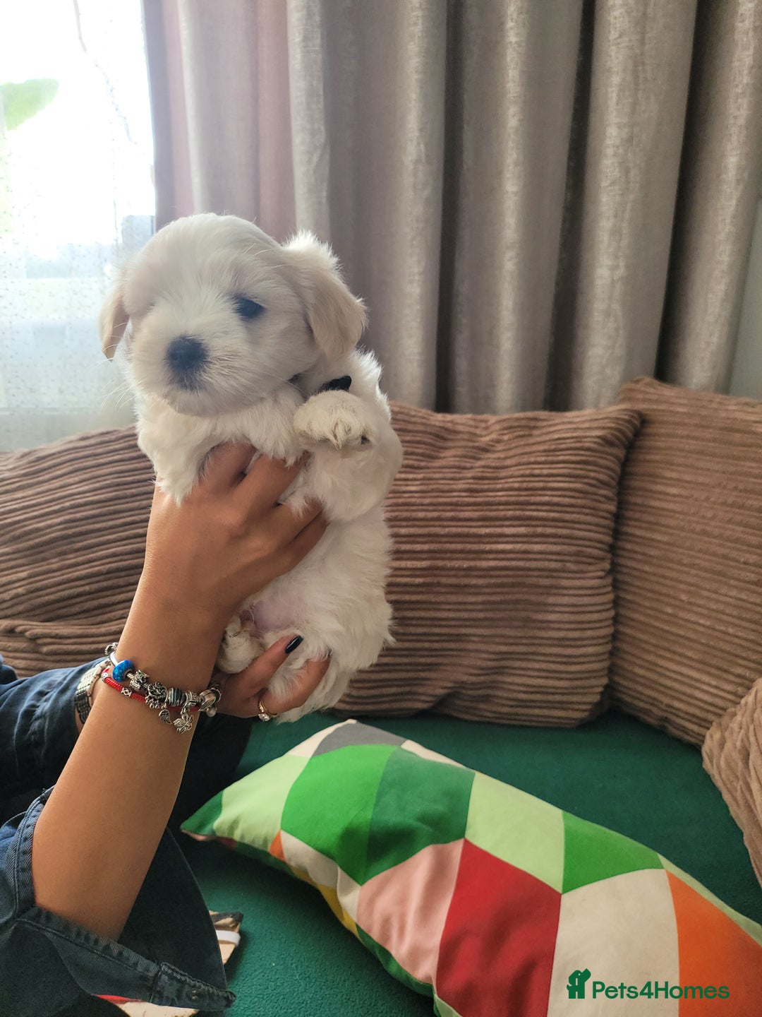 Coton De Tulear dogs for sale: Gorgeous puppies 🐶 KC registered - Image 4