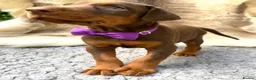 Dobermann dogs for sale: KC REG HEALTH TESTED EUROPEAN DOBERMAN PUPPIES - Advert 32