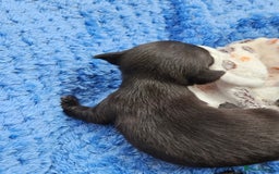 Chihuahua dogs for sale: Beautiful  Blue and Merle Chihuahua  - Image 15
