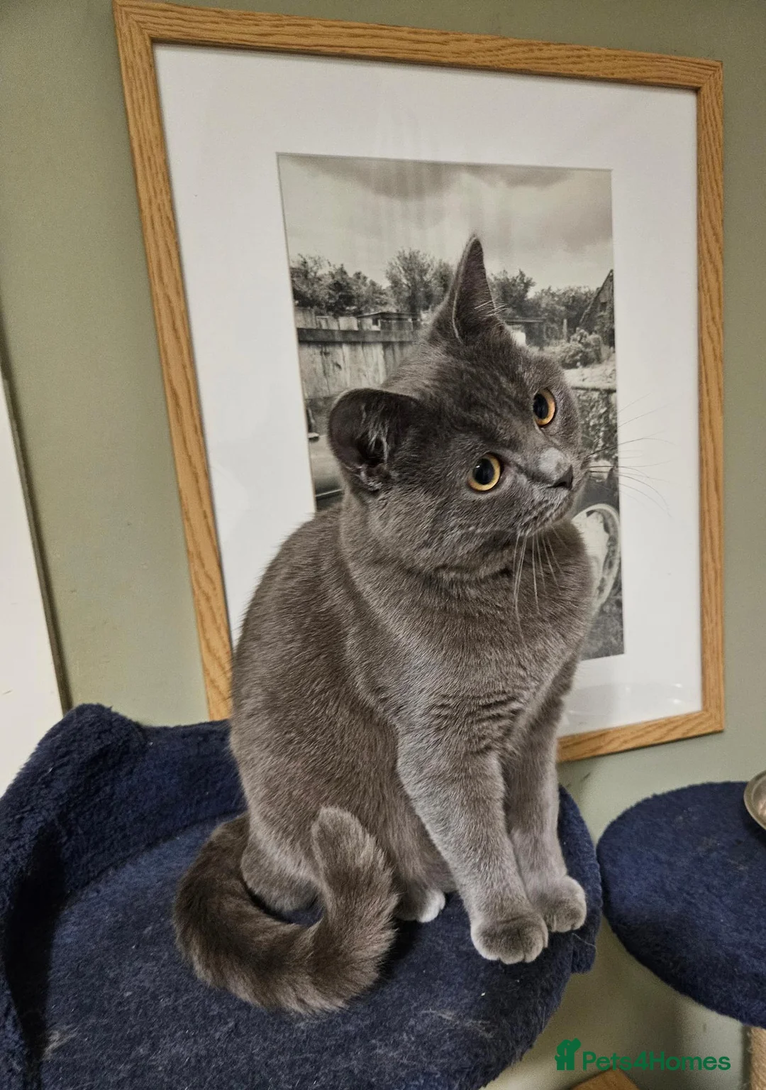 Mixed Breed cats for sale: Shorthair x ragdoll kittens 1 boy/1 girl - Advert 1