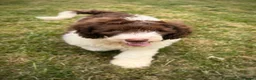 Saint Berdoodle dogs for sale: Premium St Berdoodle Puppies  - Advert 26