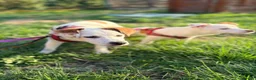 Mixed Breed dogs for adoption: ❤️🐶 AISY & BASIA –TWO LITTLE SUNBEAMS TOGETHER in Burton-on-Trent - Advert 10