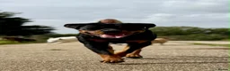 Rottweiler dogs for sale: Athena sweet girl Looking for Loving Home - Advert 8