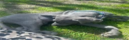 Great Dane dogs for sale: Great Dane - Advert 3