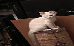Ragdoll cats for sale: Beautiful Ragdoll kittens  - Image 7