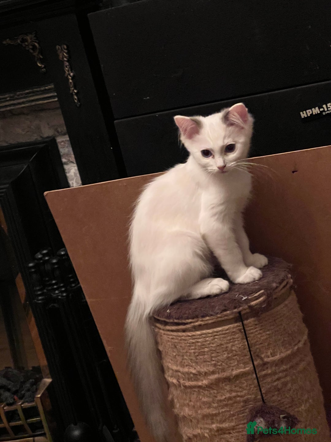 Ragdoll cats for sale: Beautiful Ragdoll kittens  - Image 7