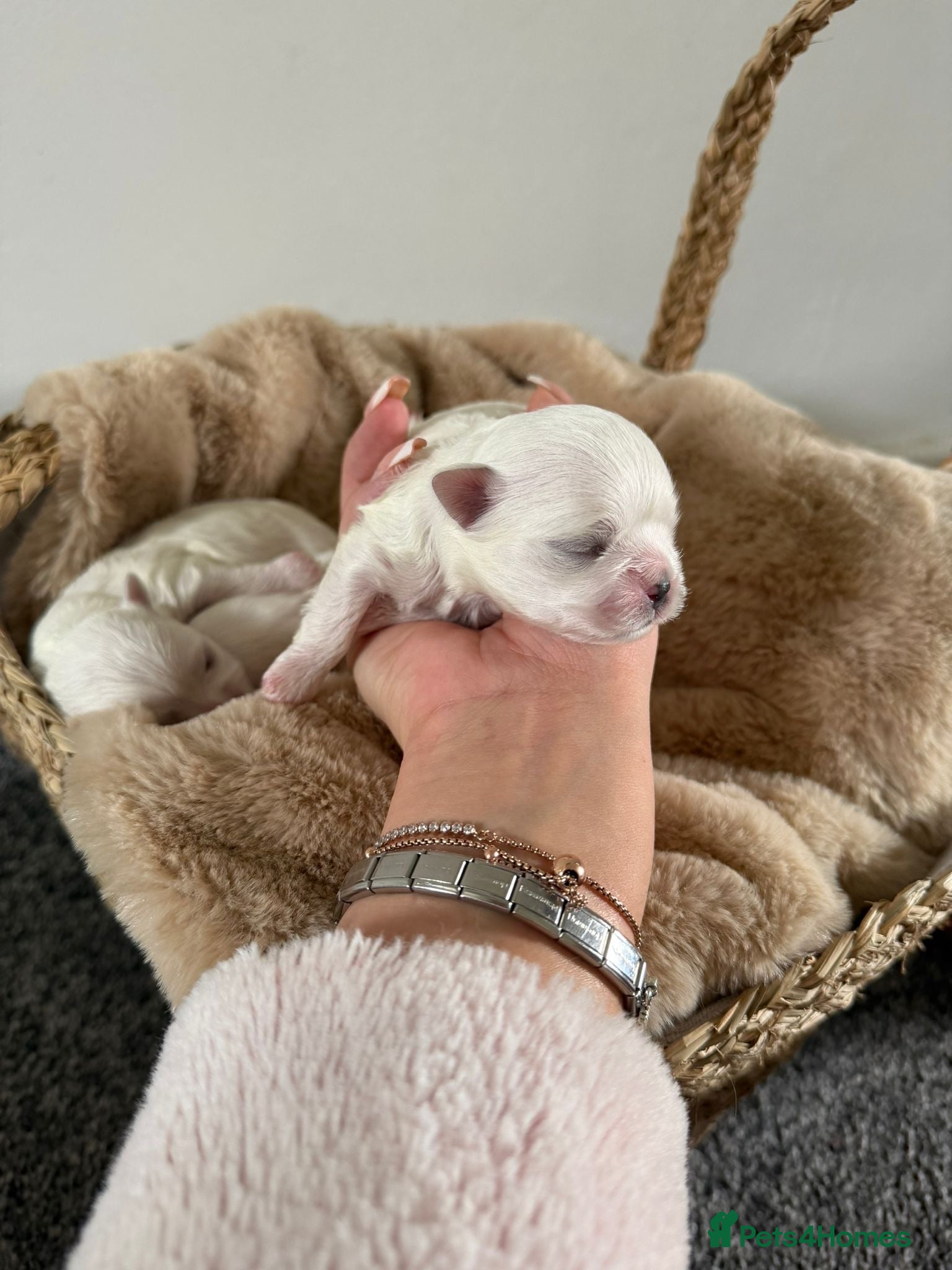 Maltese dogs Beautiful Korean Maltese puppies 🩷🩵 - Advert 1