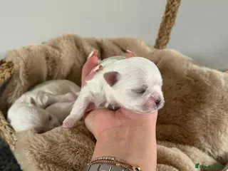 Maltese dogs Beautiful Korean Maltese puppies 🩷🩵 - Advert 1