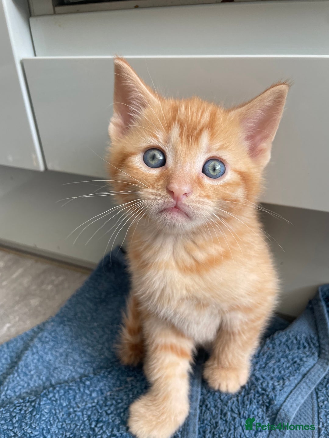 Mixed Breed cats for sale: Part Mainecoon Ginger Litter - Image 4