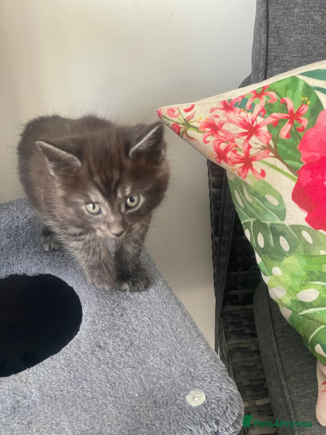 Mixed Breed cats for sale: Extra fluffy kittens - Advert 2