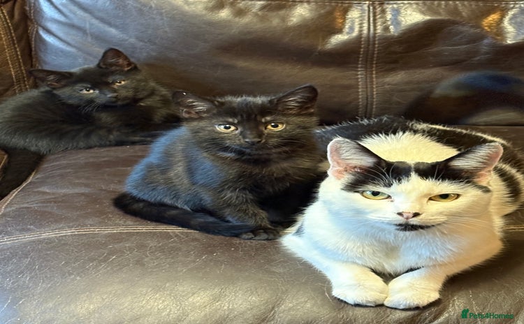 Mixed Breed cats - Advert 6