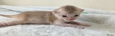 Abyssinian Kitten 3