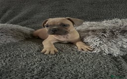 Mixed Breed dogs for sale: American bulldog X French bulldog last 3 left  - Image 4