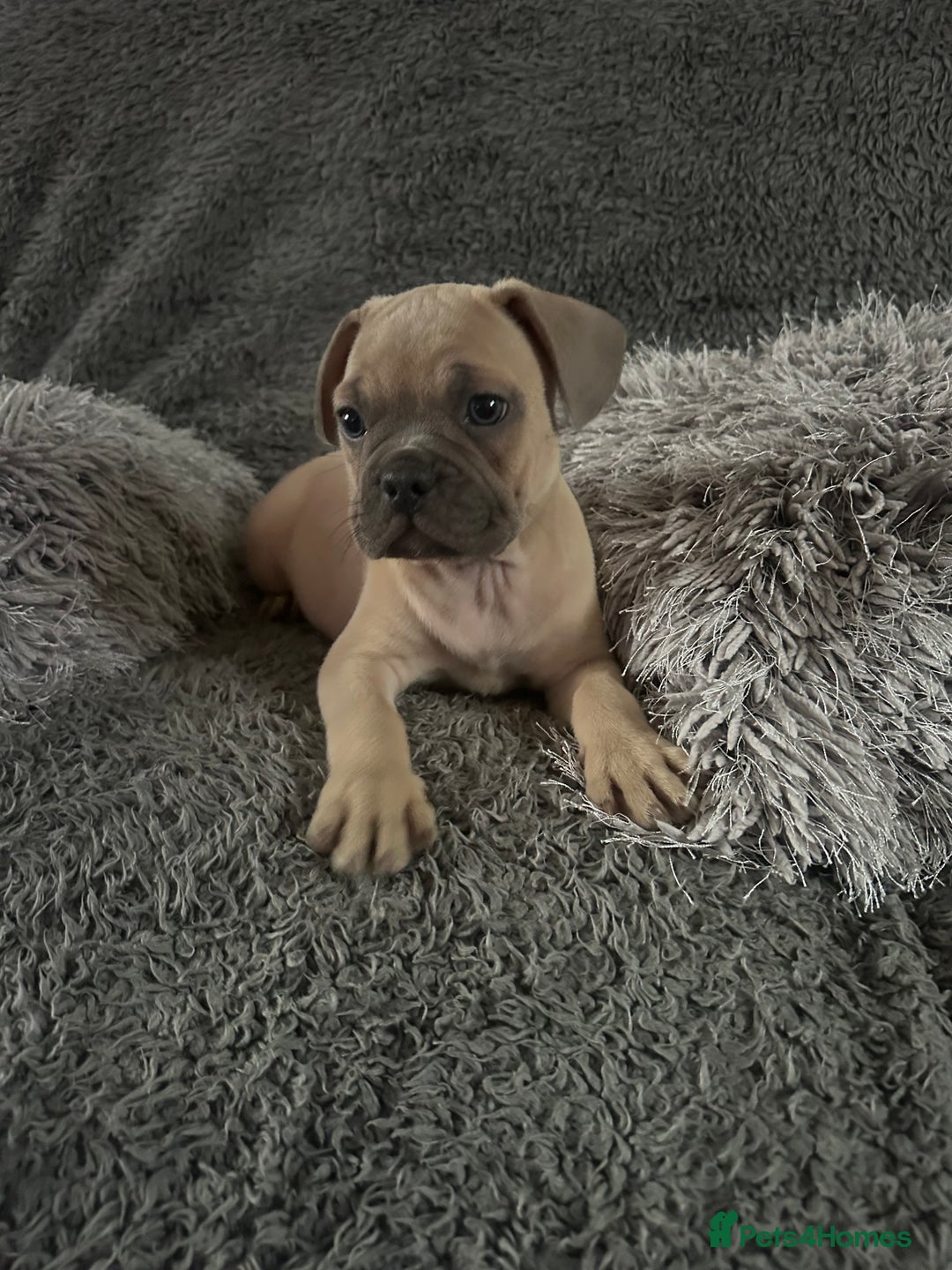 Mixed Breed dogs for sale: American bulldog X French bulldog last 3 left  - Image 4