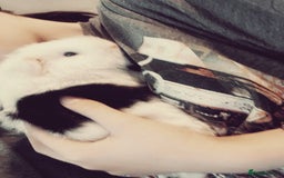 Guinea Pig rodents for sale: 2 young female Guinea pigs for sale  - Image 2