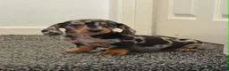 Dachshund dogs for sale: Daschound Babies in Loughborough - Advert 6