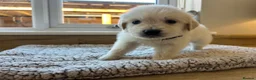 Golden Retriever dogs for sale: Gorgeous golden retriever pups - Advert 35