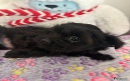 Mixed Breed dogs for sale: Lovely little shipoo pups  - Advert 13