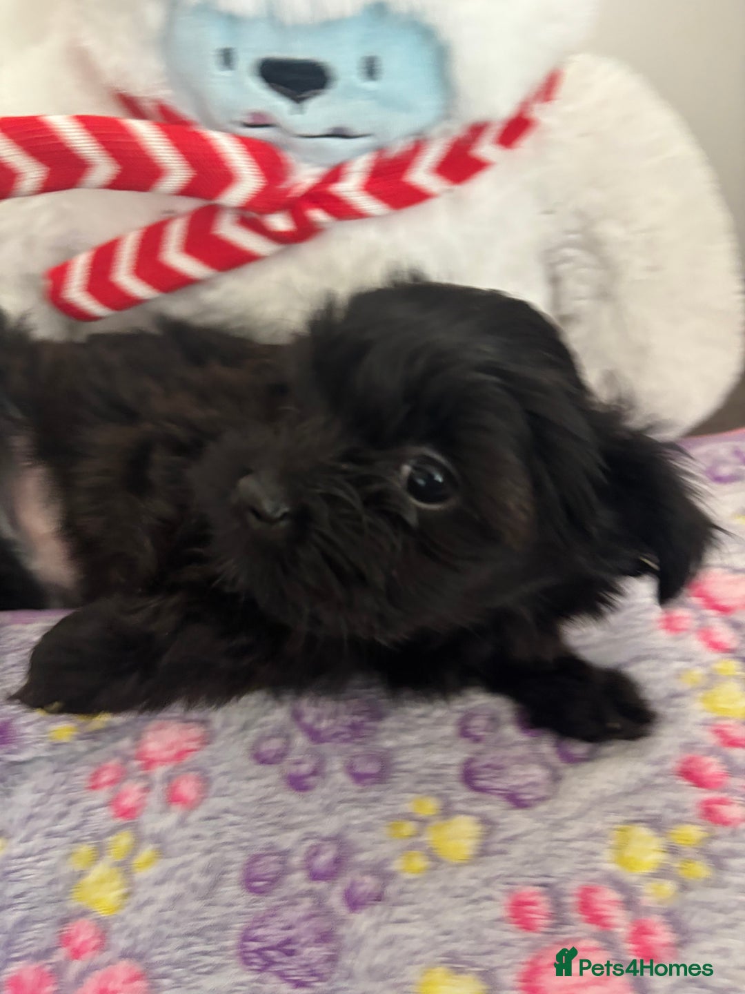 Mixed Breed dogs for sale: Lovely little shipoo pups  - Advert 13