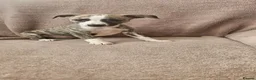 Whippet dogs for sale: KC HEALTH AND HEART TESTED WHIPPETS - Advert 8