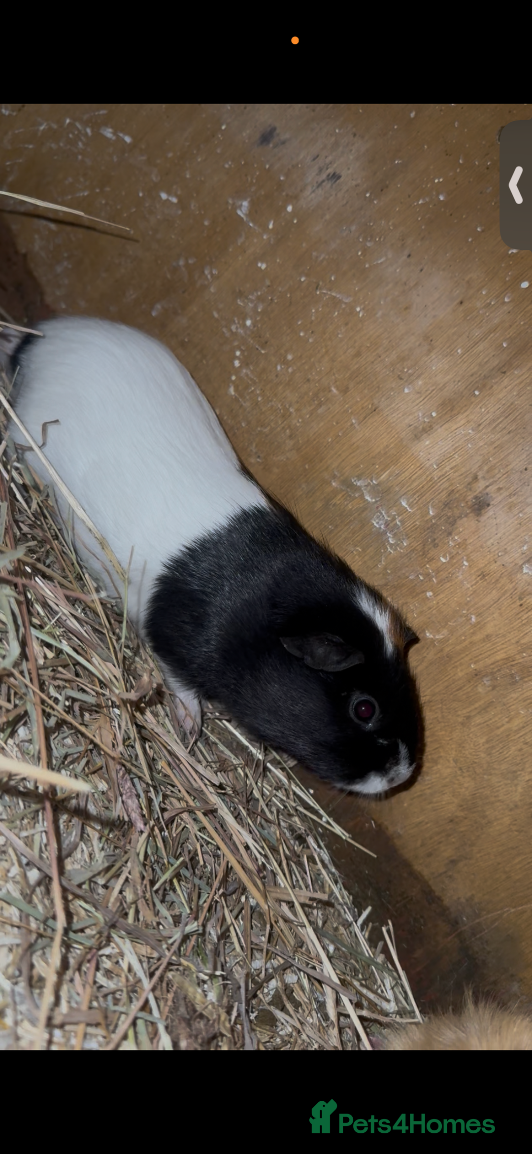 Guinea Pig rodents for sale: Rosette Teddy X US Smooth  - Advert 6