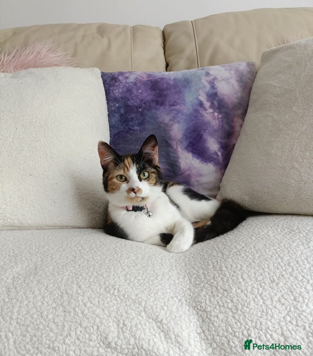 Domestic Shorthair cats Loving female cat needing a home - Advert 2