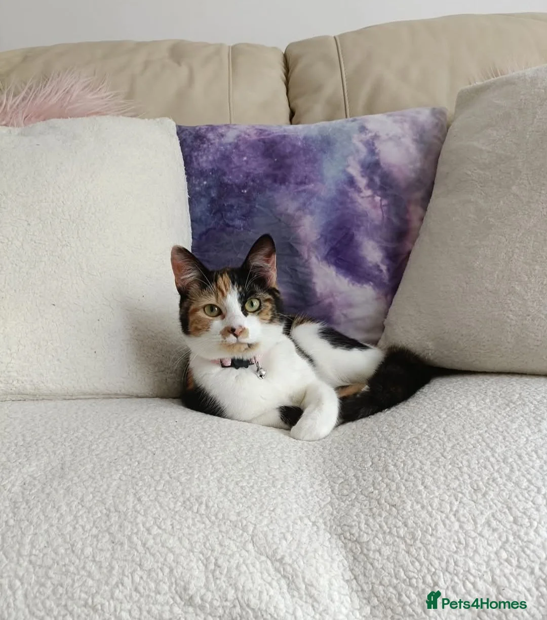 Domestic Shorthair cats for sale: Loving female cat needing a home - Advert 1