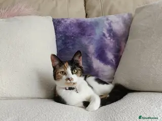 Domestic Shorthair cats Loving female cat needing a home - Advert 2