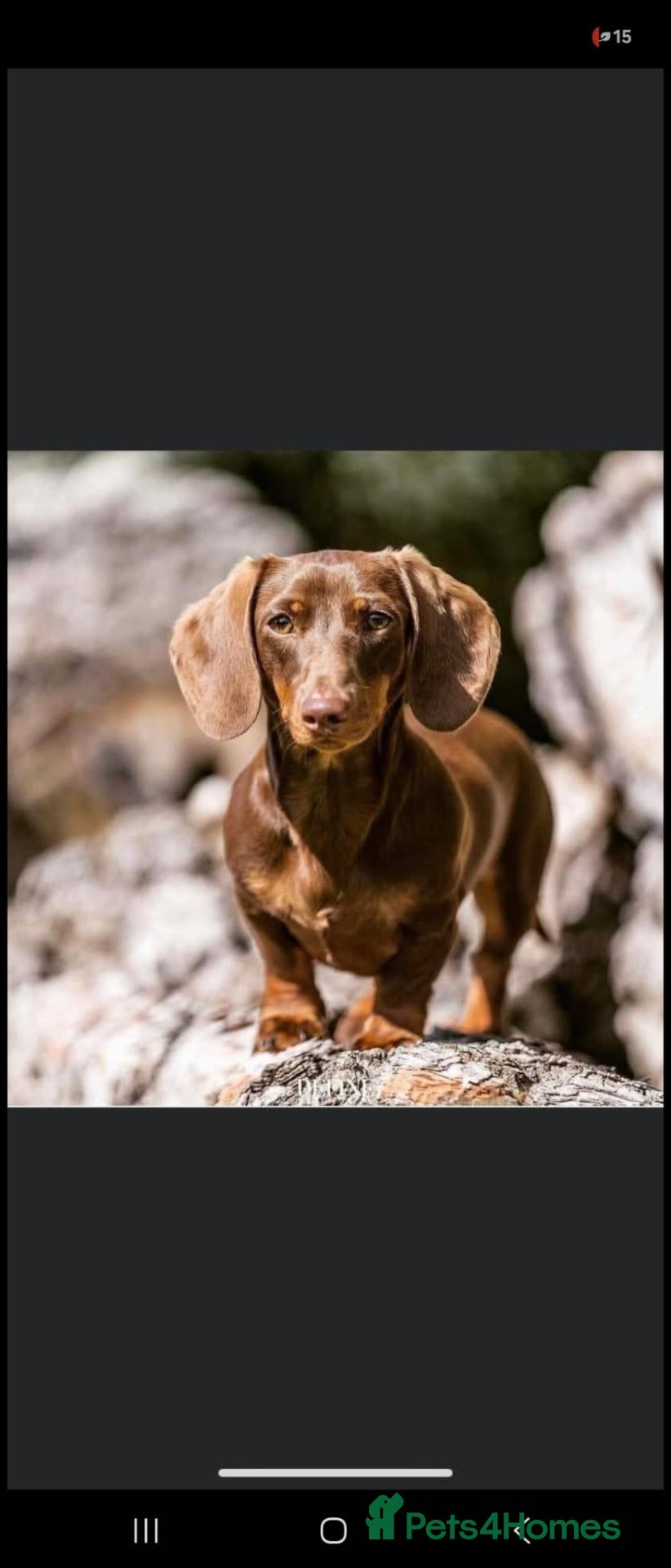 Dachshund dogs Kc registerd quality miniture daschunds  - Advert 2