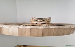 British Shorthair cats for sale: 2 male available TICA register Active British sh - Image 5