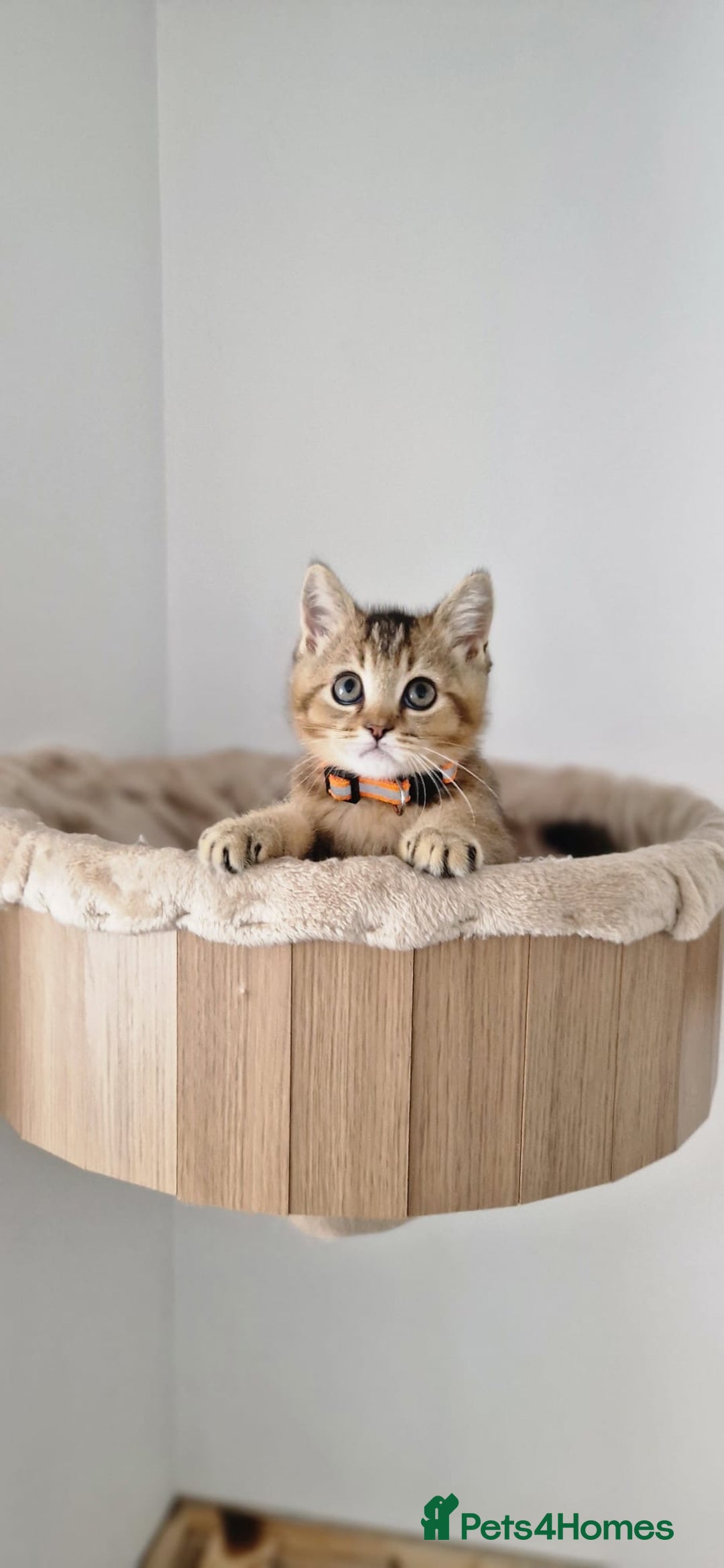 British Shorthair cats for sale: 2 male available TICA register Active British sh - Image 5