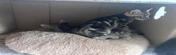 Domestic Shorthair cats for sale: 4 male, 1 female kitten  - Advert 7