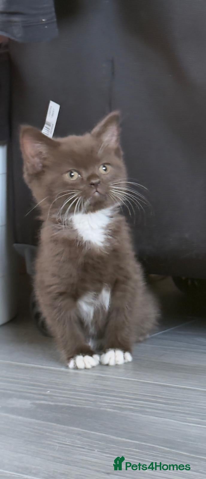 British Shorthair cats Charming British Shorthair Kittens - Advert 10