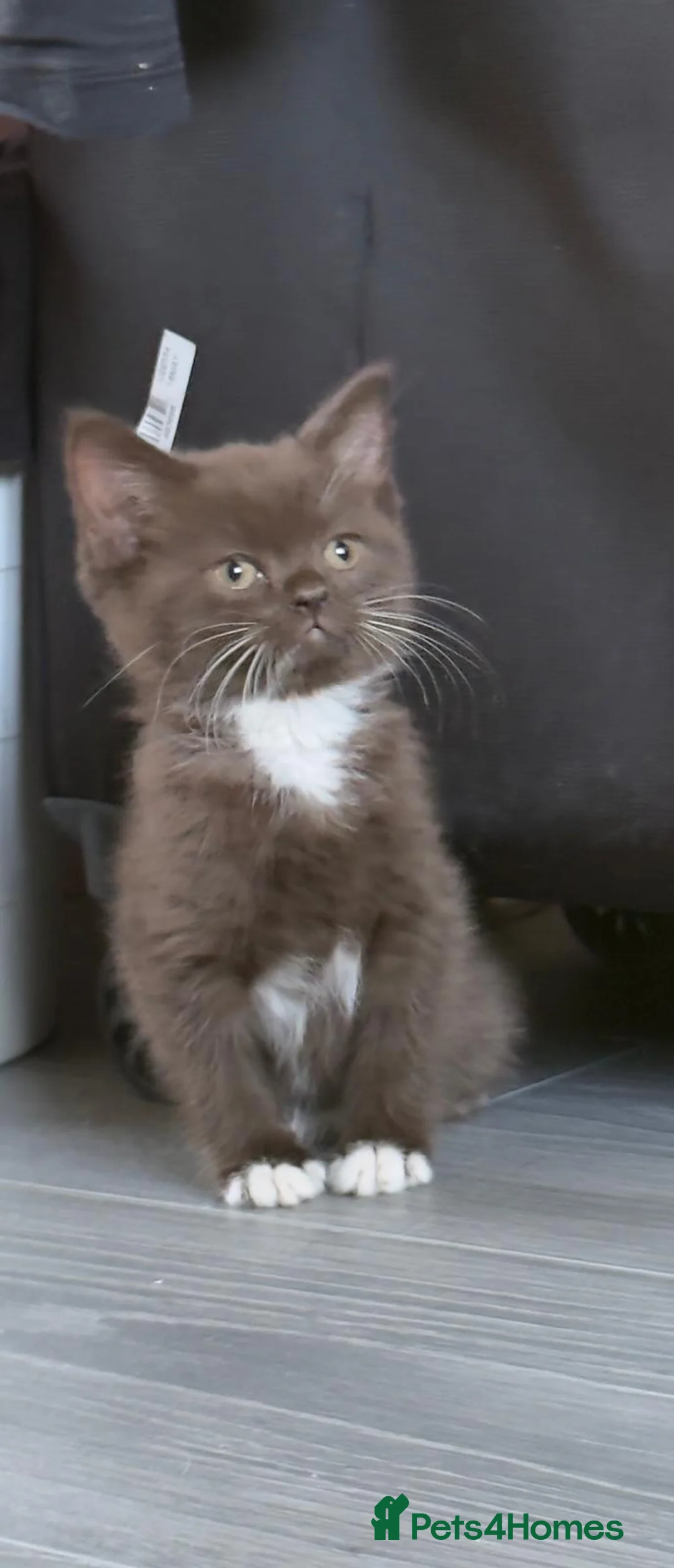 British Shorthair cats for sale: Charming British Shorthair Kittens - Advert 1