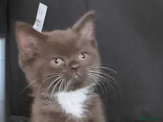 British Shorthair cats Charming British Shorthair Kittens - Advert 2
