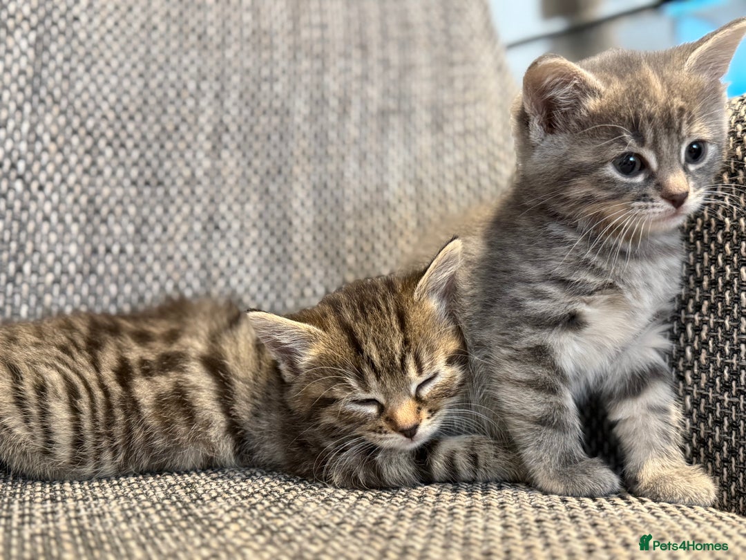 British Longhair cats for sale: Beautiful kittens by our stunning British longhair - Image 8