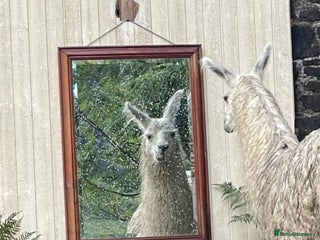 Llama livestock for sale - Advert 1