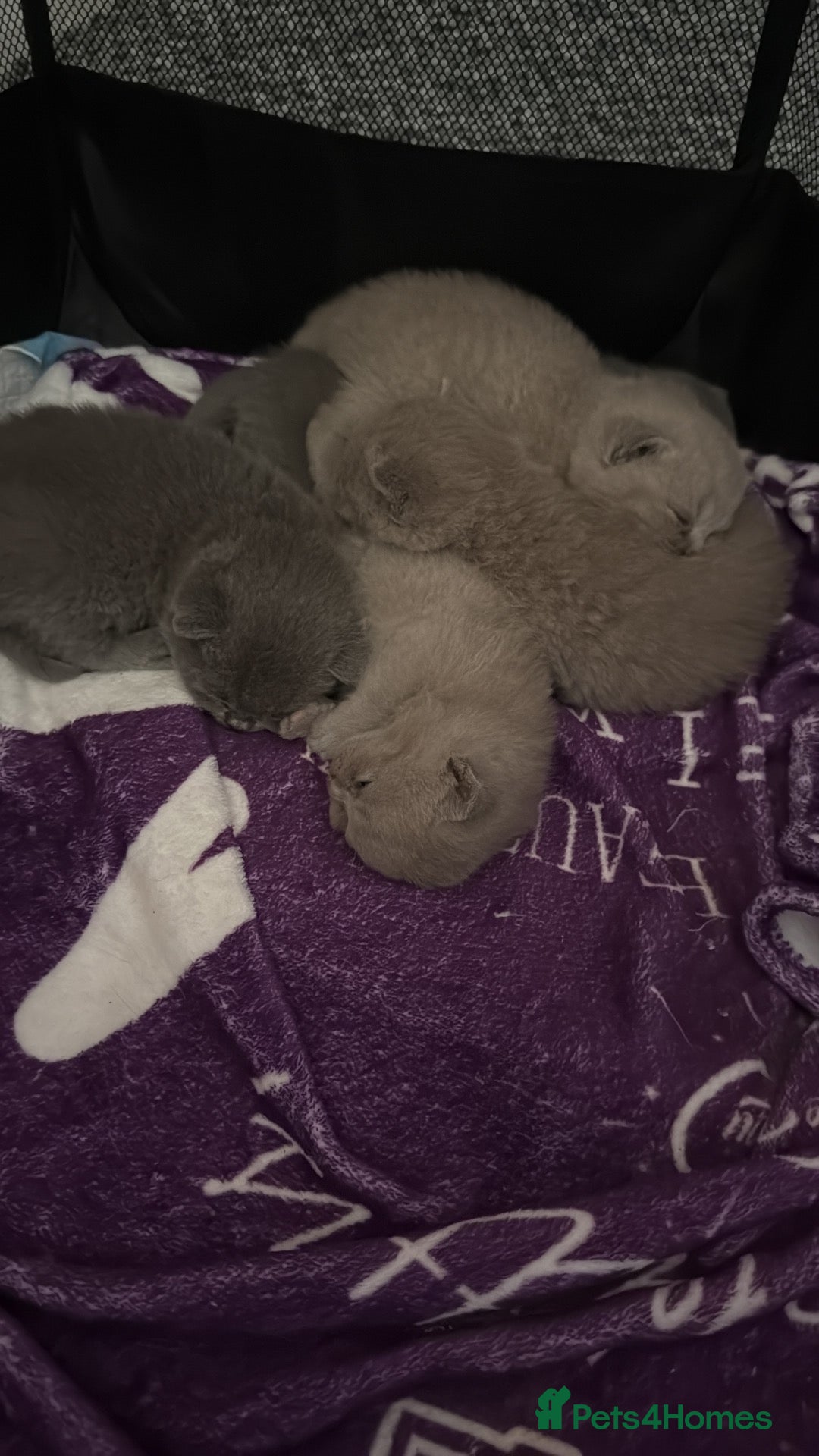 British Shorthair cats 5 Pedigree BSH Blue & Lilic TICA registered  - Advert 2