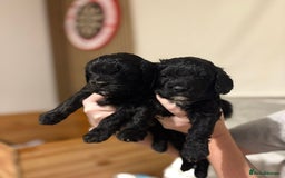 Cavapoo dogs for sale: BEAUTIFUL Toy Cavapoos! - Image 2