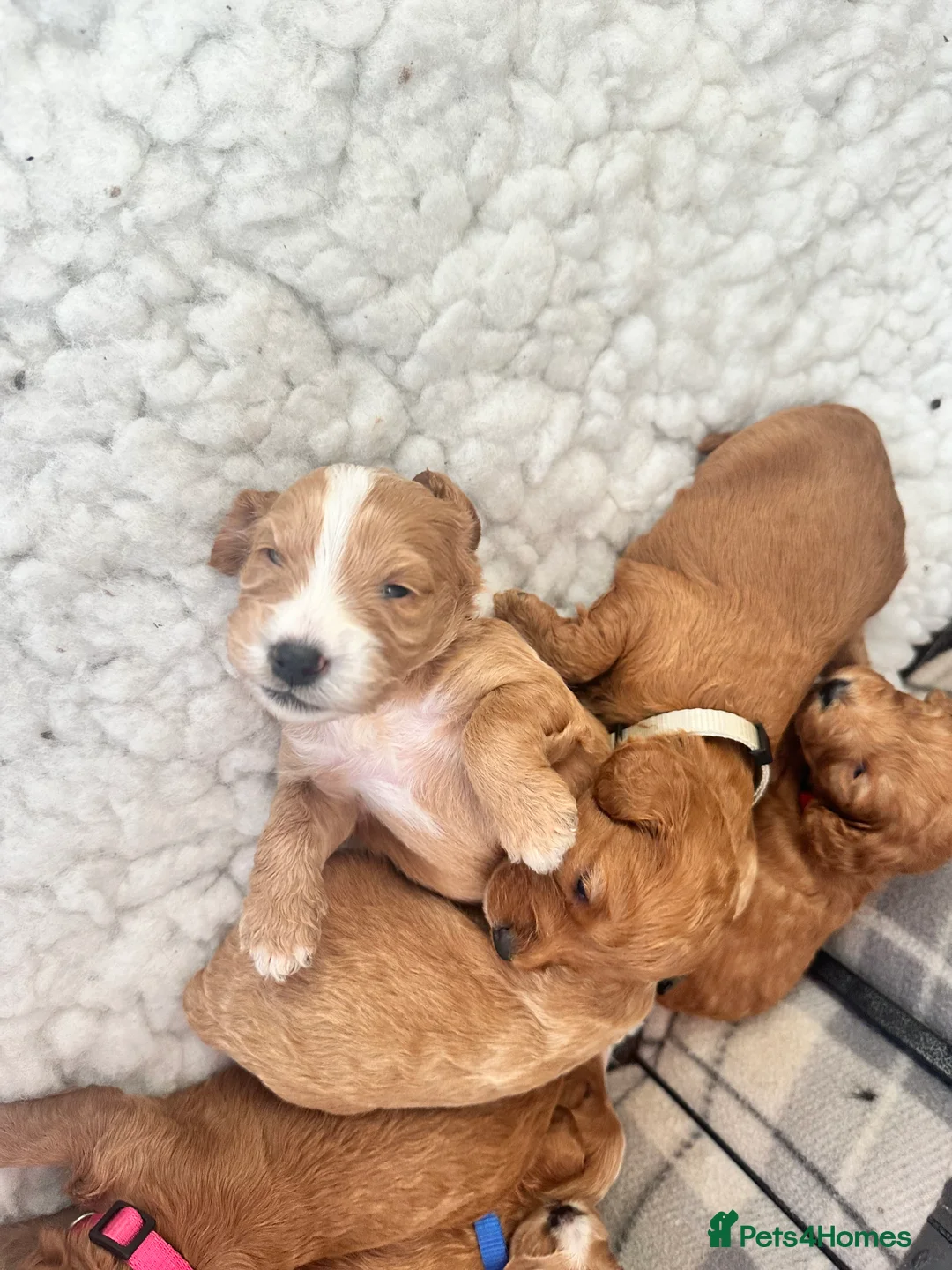 Toy Poodle dogs for stud: Gorgeous Red Toy Poodle KG REG & Health tested  - Advert 13