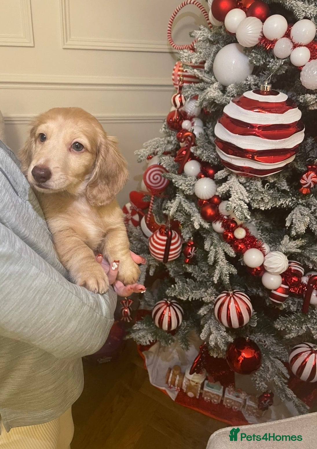 Miniature Dachshund dogs Miniature long hair English cream dachshund  - Advert 4