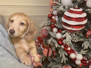 Miniature Dachshund dogs Miniature long hair English cream dachshund - Advert 4